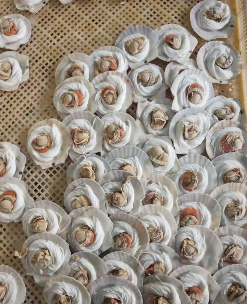 粉丝扇贝海鲜自助烧烤食材半壳扇贝