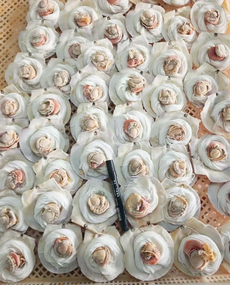 粉丝扇贝海鲜自助烧烤食材半壳扇贝