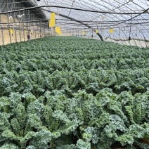 羽衣甘蓝鲜叶鲜食种植基地直发量大从优