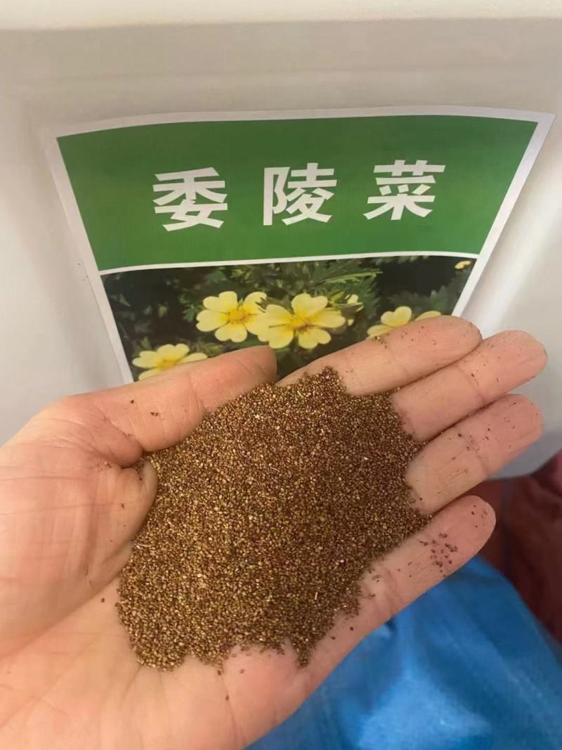 委陵菜种子庭院多年生景观地被植物耐寒耐