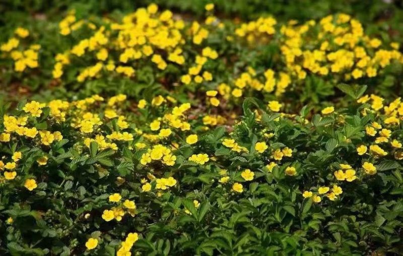 委陵菜种子庭院多年生景观地被植物耐寒耐