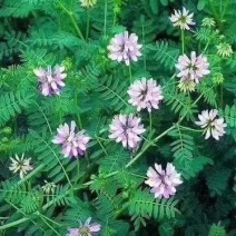 小冠花种子多变绣球多年生种籽庭院园林绿化蜜源花卉固土地被
