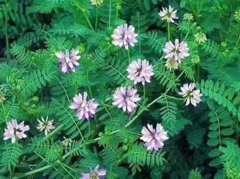 小冠花种子多变绣球多年生种籽庭院园林绿化蜜源花卉固土地被
