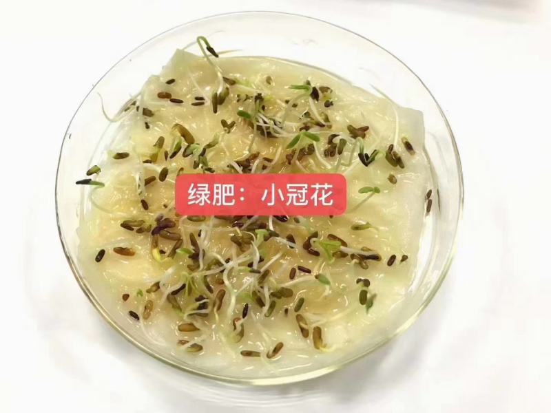 小冠花种子多变绣球多年生种籽庭院园林绿化蜜源花卉固土地被