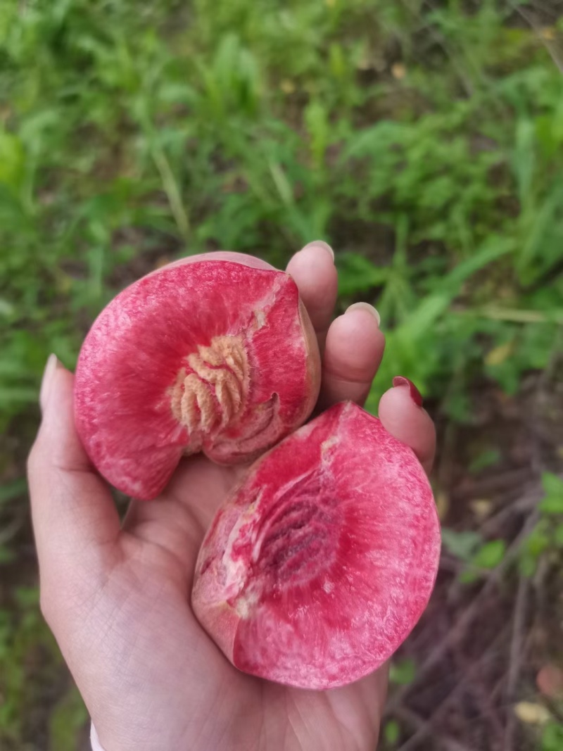 湖北屈家岭农场老树血桃，胭脂红血桃批发一件代发