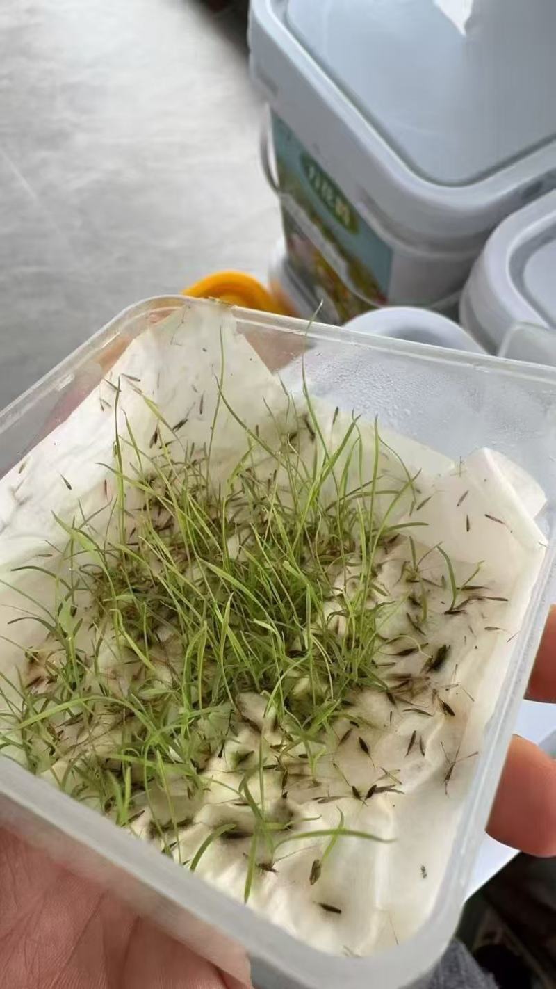 网红草粉黛乱子草全国包邮发货现货批发优惠