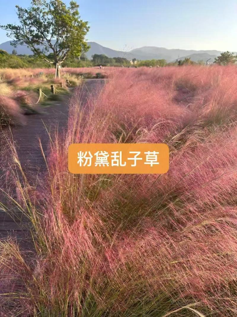 网红草粉黛乱子草全国包邮发货现货批发优惠