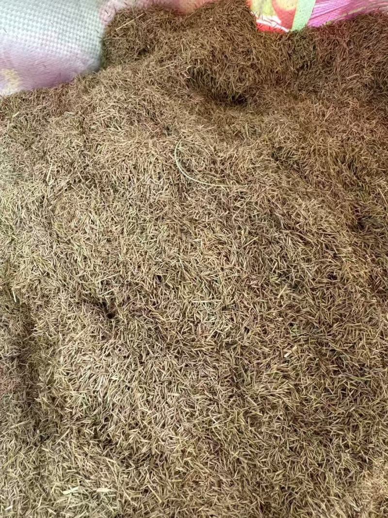 网红草粉黛乱子草全国包邮发货现货批发优惠