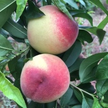 水蜜桃，果大、质优、外观艳丽、水分饱满、汁多味美