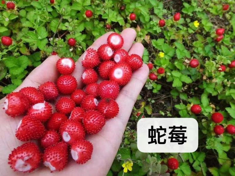 优质蛇莓种子，源头厂家一手货源