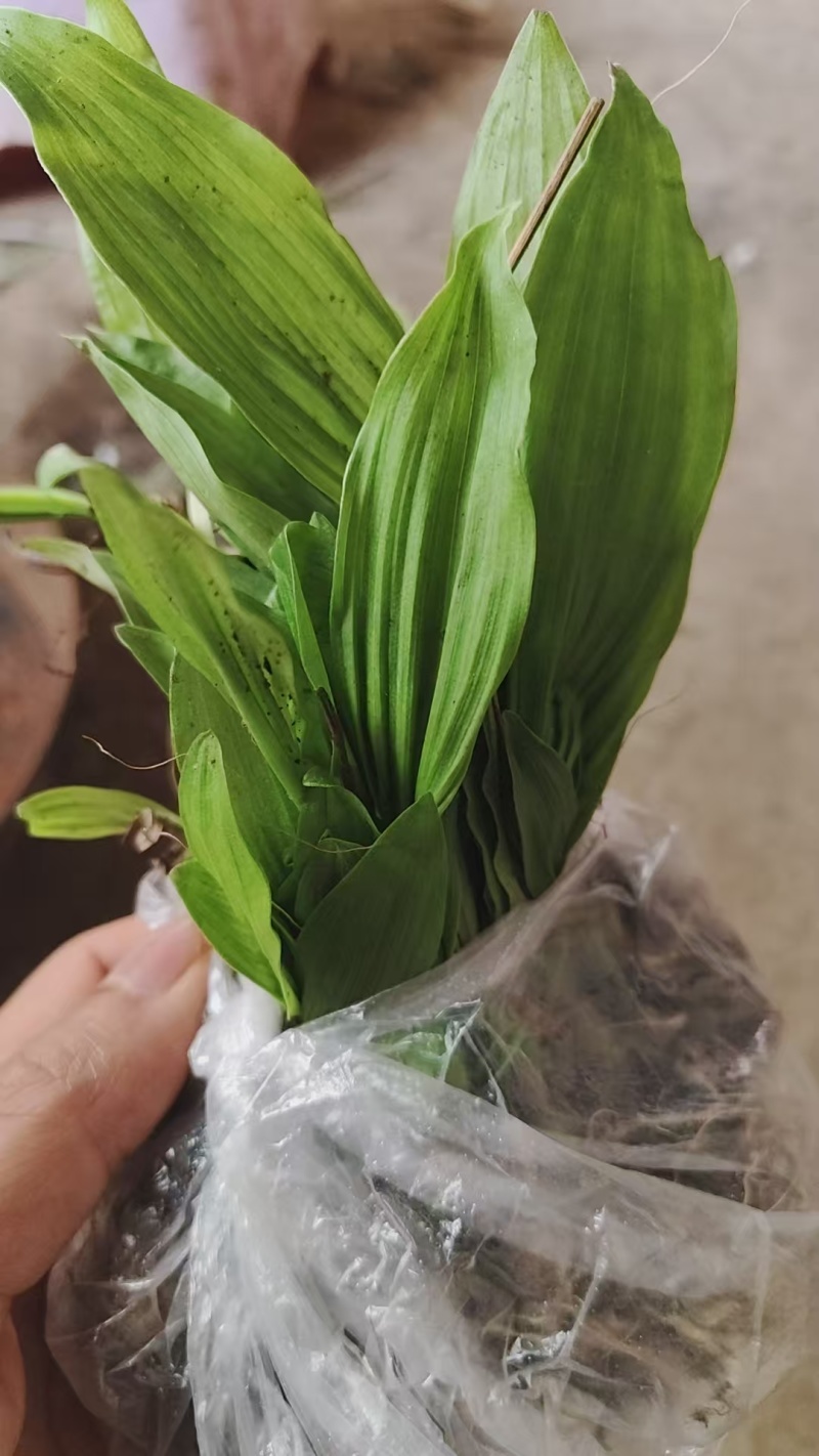 冰球子种苗，你买就送，欢迎选购