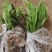 冰球子种苗，你买就送，欢迎选购