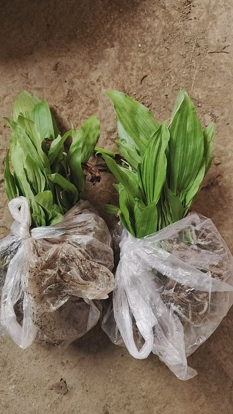 冰球子种苗，你买就送，欢迎选购