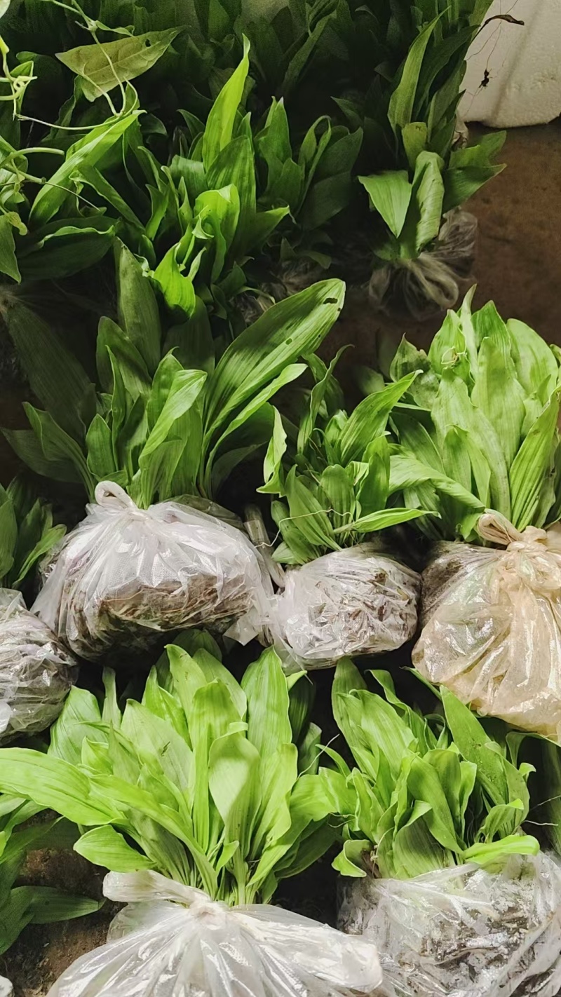 冰球子种苗，你买就送，欢迎选购