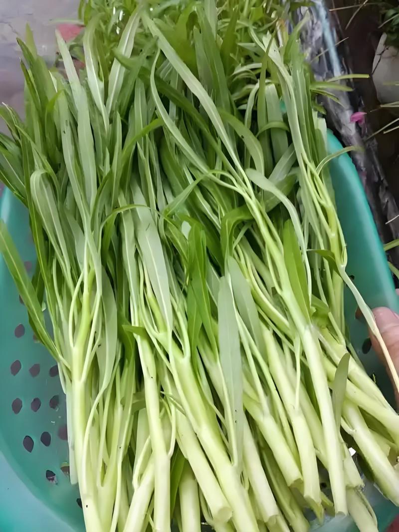 白梗柳叶空心菜