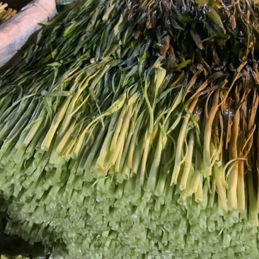 白梗柳叶空心菜