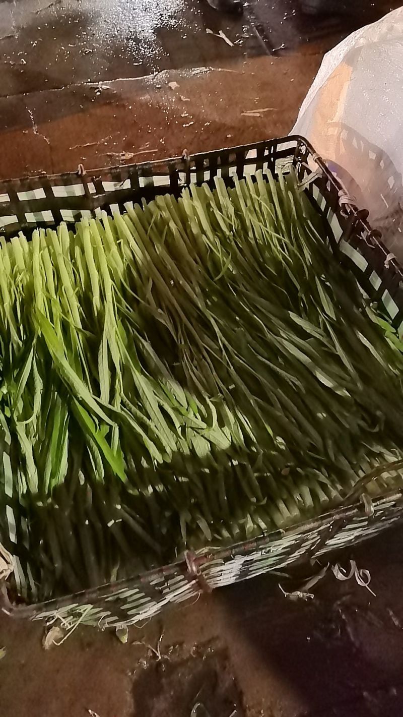 白梗柳叶空心菜