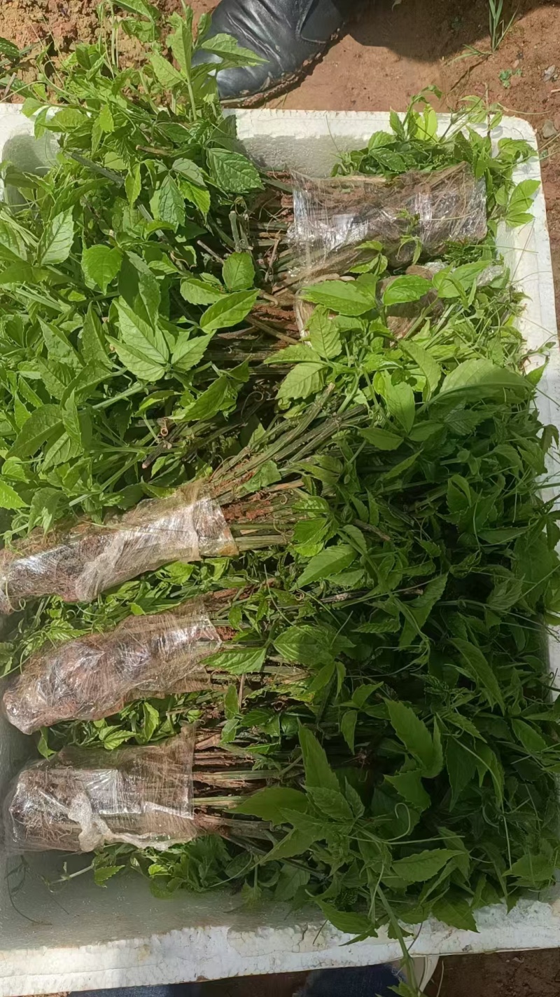 基地大量三叶青扦插苗，块茎苗出售，欢迎选购。。