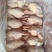 一级三黄鸡