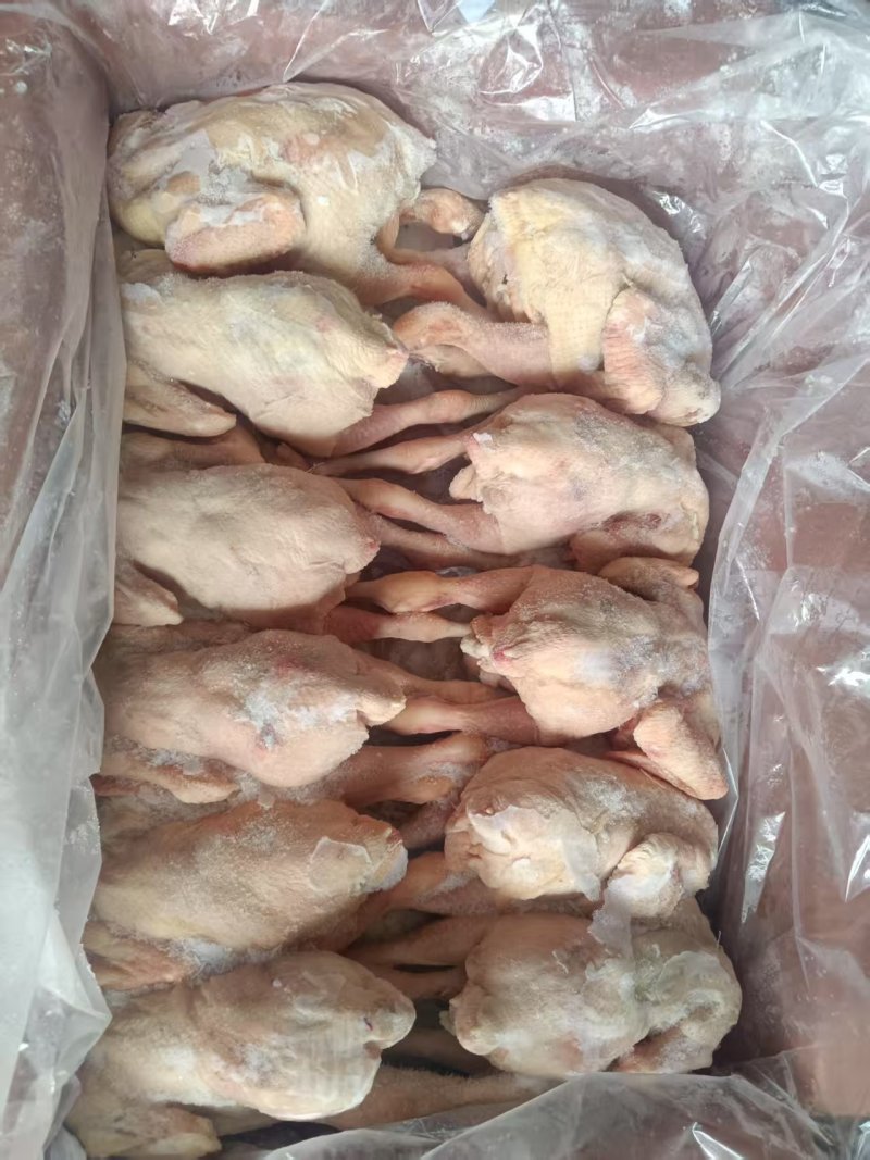 一级三黄鸡