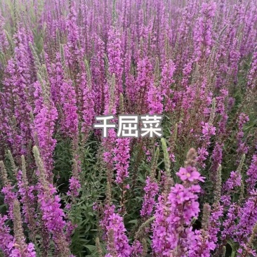 千屈菜种子宿根观赏花卉湿地鱼池河道庭院水枝柳水柳对叶莲花