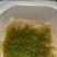 千屈菜种子宿根观赏花卉湿地鱼池河道庭院水枝柳水柳对叶莲花