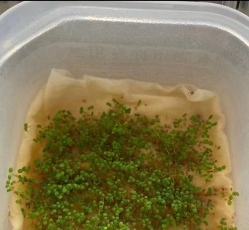 千屈菜种子宿根观赏花卉湿地鱼池河道庭院水枝柳水柳对叶莲花