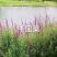 千屈菜种子宿根观赏花卉湿地鱼池河道庭院水枝柳水柳对叶莲花