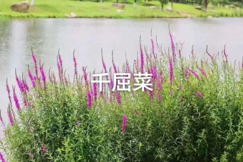 千屈菜种子宿根观赏花卉湿地鱼池河道庭院水枝柳水柳对叶莲花