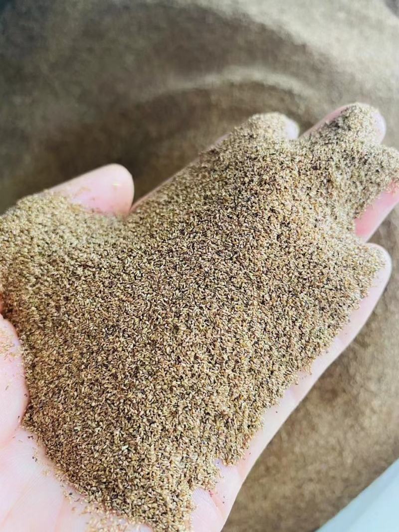 千屈菜种子宿根观赏花卉湿地鱼池河道庭院水枝柳水柳对叶莲花