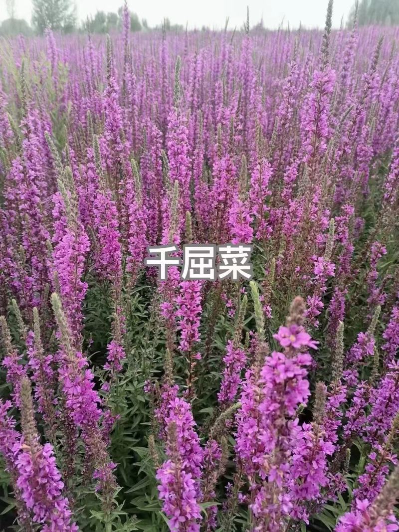 千屈菜种子宿根观赏花卉湿地鱼池河道庭院水枝柳水柳对叶莲花