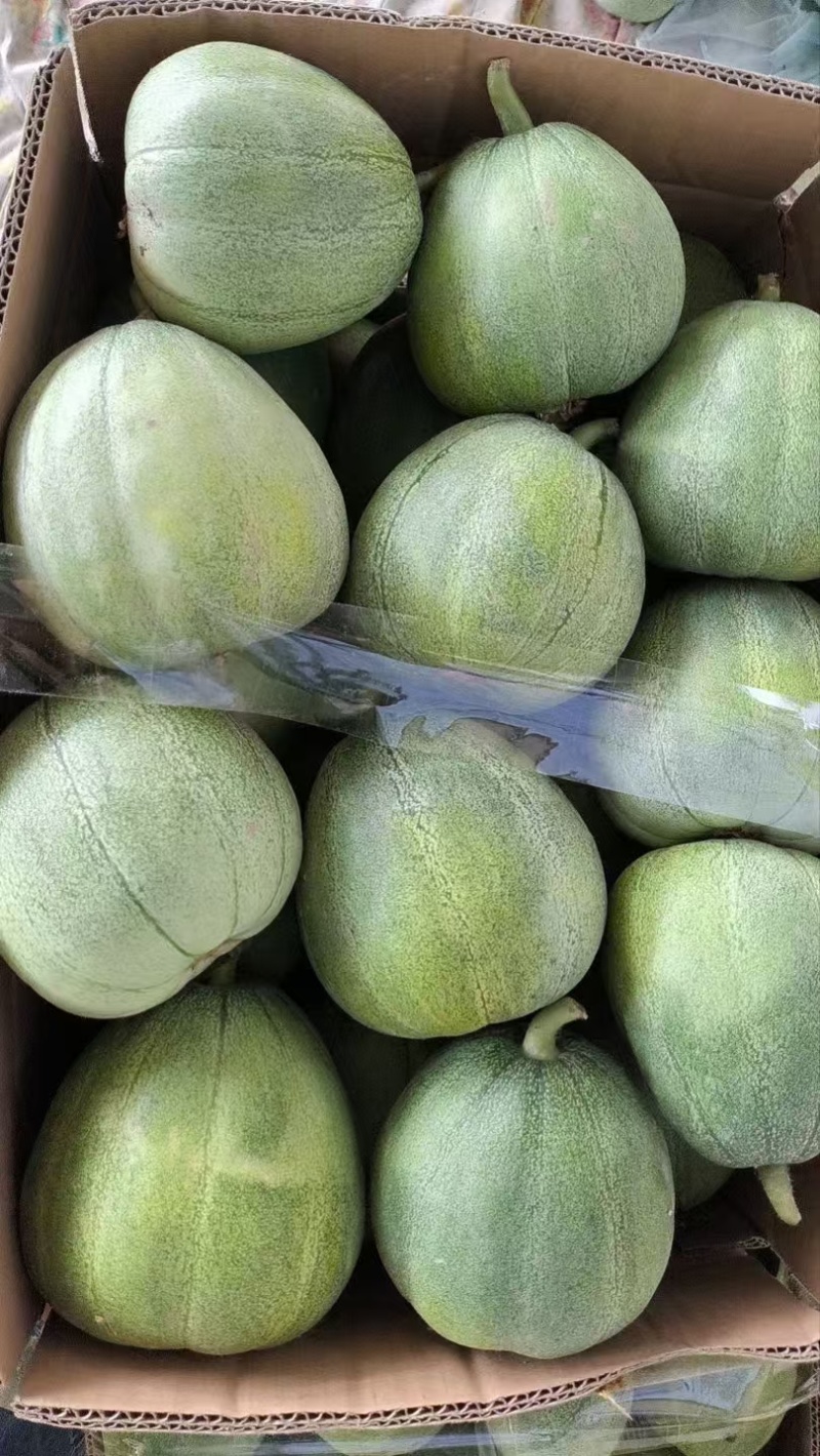 绿宝石甜瓜山东地区大棚头茬一件代发质量保证