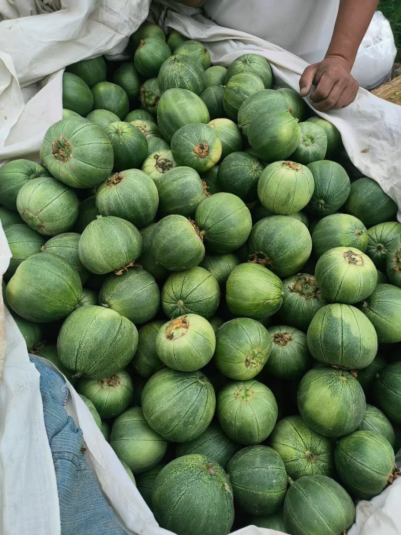 绿宝石甜瓜山东地区大棚头茬一件代发质量保证