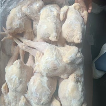 一级三黄鸡