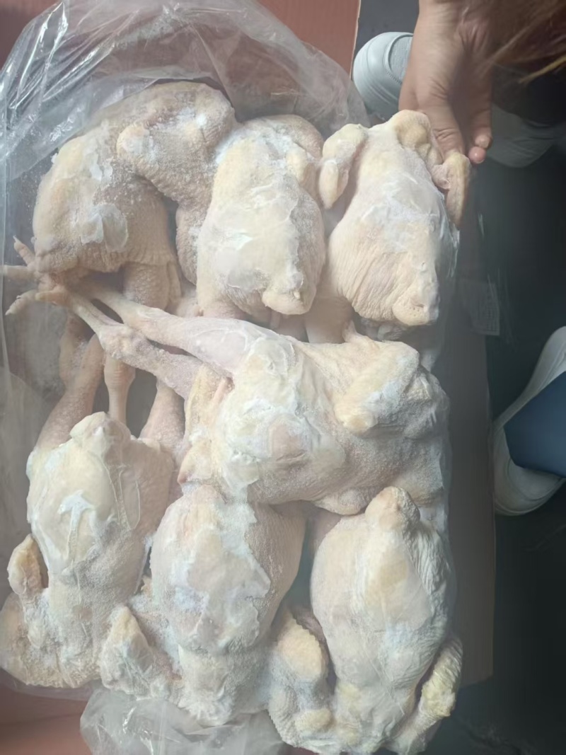 一级三黄鸡