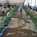河南精品红根蒜苗大量供应产地直发支持视频看货