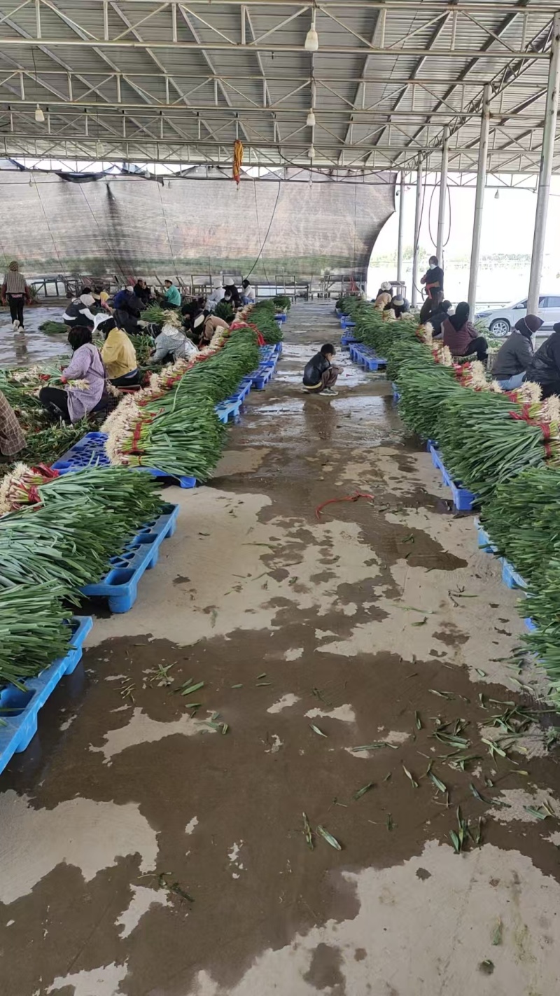河南精品红根蒜苗大量供应产地直发支持视频看货