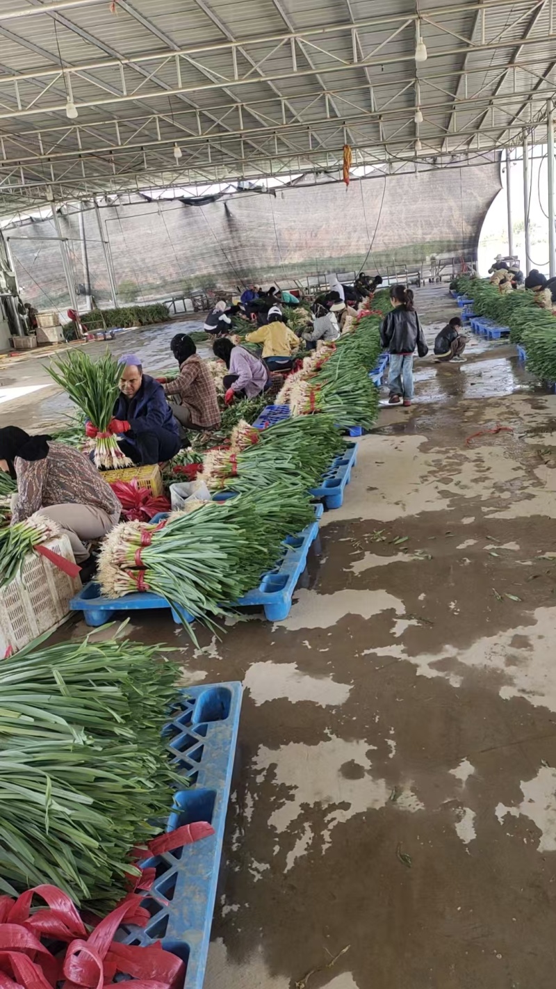 河南精品红根蒜苗大量供应产地直发支持视频看货