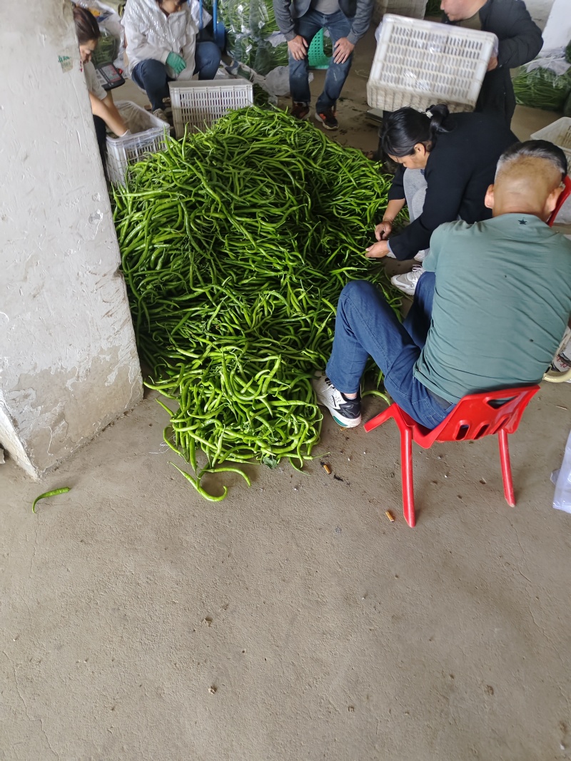【推荐】安徽鲜辣椒/线椒/大量供应/全国发货/欢迎咨询