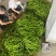 【推荐】安徽鲜辣椒/线椒/大量供应/全国发货/欢迎咨询