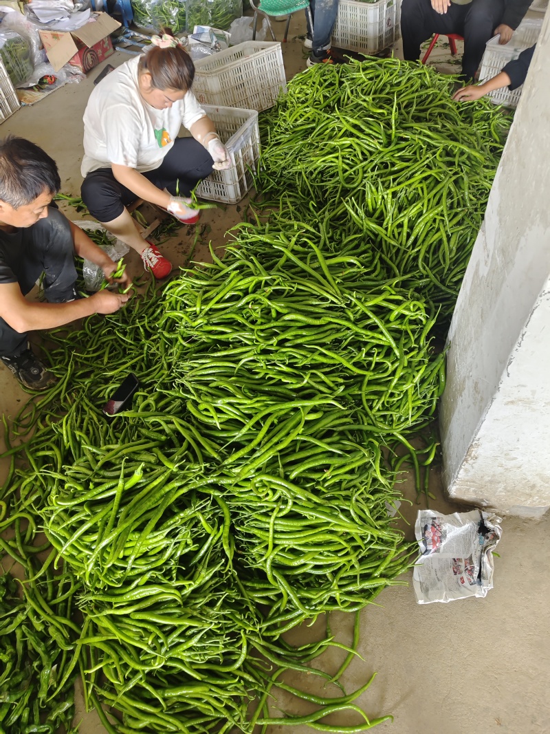 【推荐】安徽鲜辣椒/线椒/大量供应/全国发货/欢迎咨询