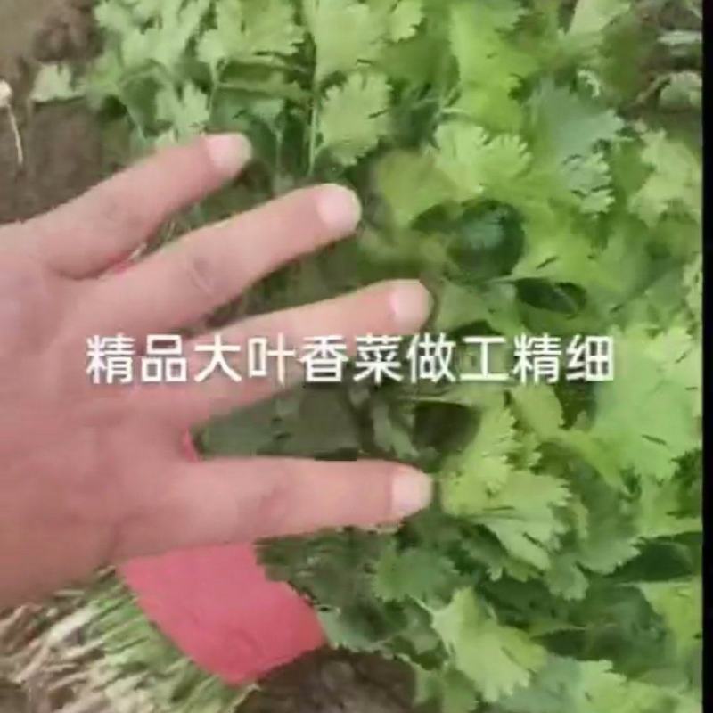 香菜精品大叶香菜，新鲜上市货源充足，产地直发这个香菜非常好