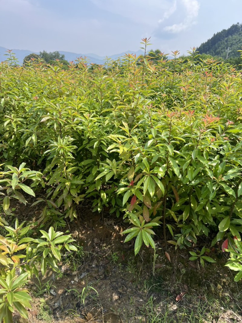 木荷杯苗）邹家苗圃大量供应木荷，欢迎老板来电咨询
