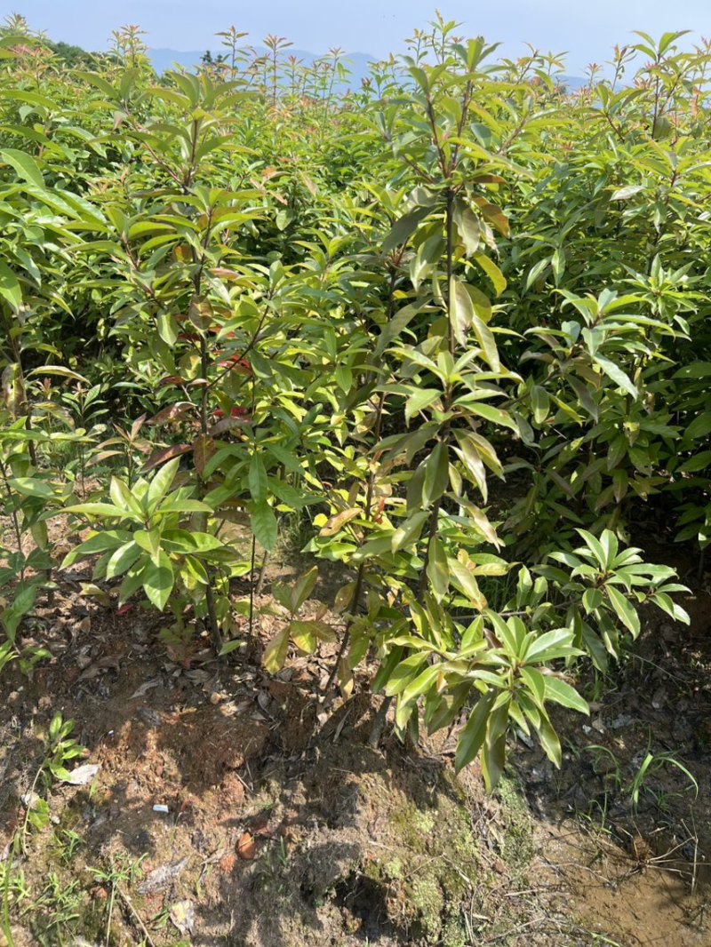 木荷杯苗）邹家苗圃大量供应木荷，欢迎老板来电咨询