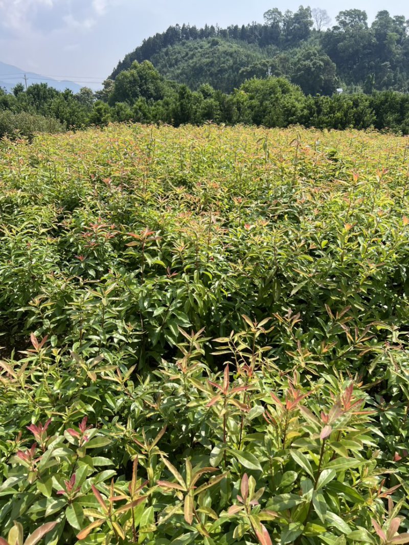 木荷杯苗）邹家苗圃大量供应木荷，欢迎老板来电咨询