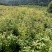 木荷杯苗）邹家苗圃大量供应木荷，欢迎老板来电咨询