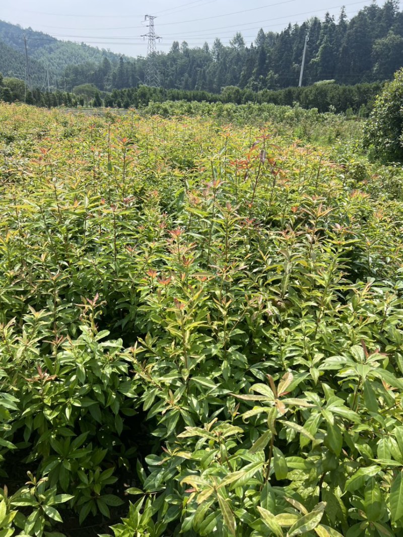 木荷杯苗）邹家苗圃大量供应木荷，欢迎老板来电咨询