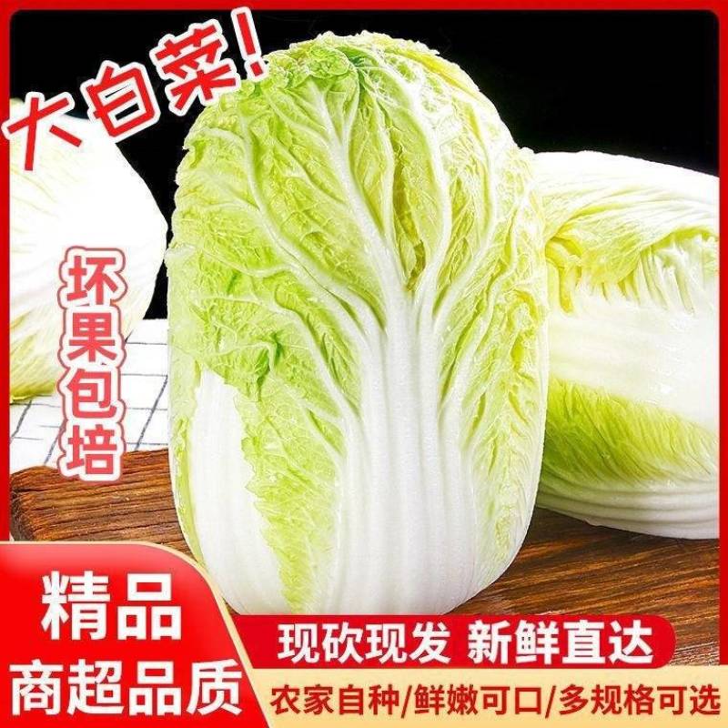【精品】黄心白菜价格优惠产地一手货原市场货规格齐全