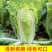 《辽宁白菜》现货供应中黄心大白菜量大从优欢迎选购
