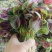 大圆叶白梗红苋菜